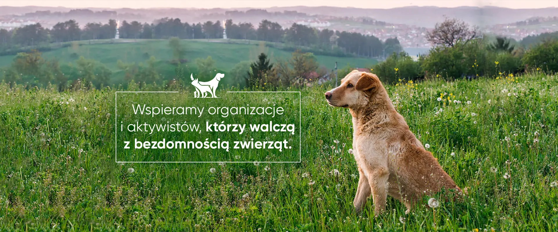 Dla psów akcja kastracja dla organizacji i aktywistów