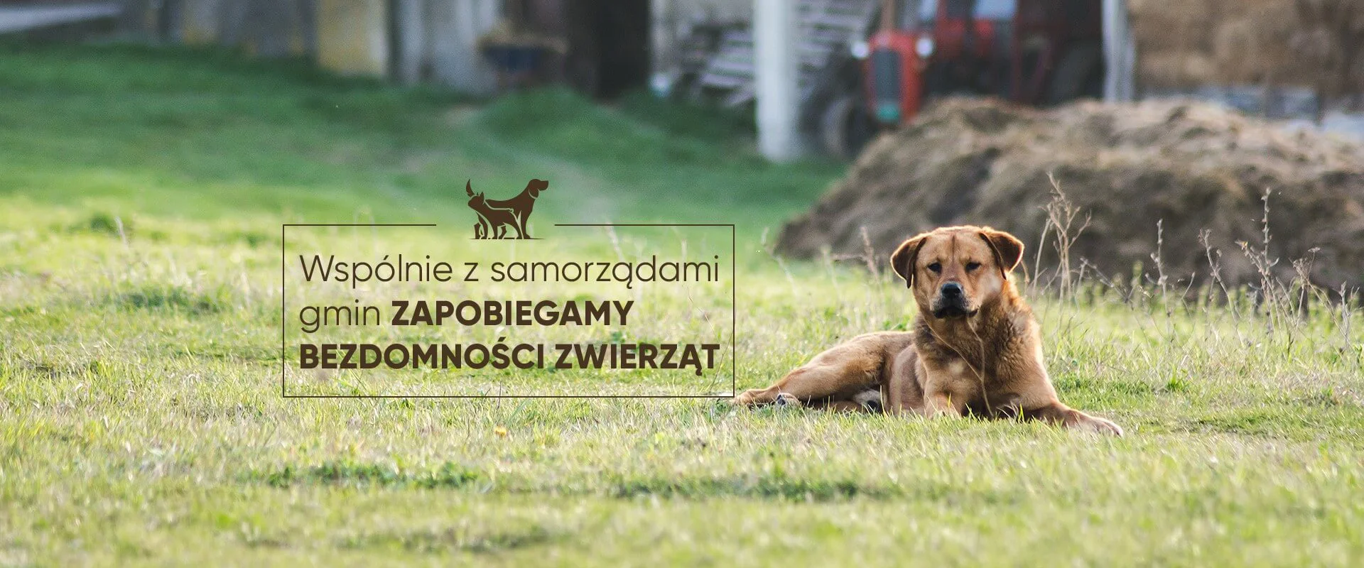 Wspólnie z samorządami gmin zapobiegamy bezdomności zwierząt